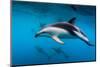 Pod of Dusky Dolphins Off of Kaikoura, New Zealand-James White-Mounted Photographic Print