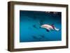 Pod of Dusky Dolphins Off of Kaikoura, New Zealand-James White-Framed Photographic Print