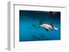 Pod of Dusky Dolphins Off of Kaikoura, New Zealand-James White-Framed Photographic Print