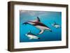 Pod of Dusky Dolphins Off of Kaikoura, New Zealand-James White-Framed Photographic Print