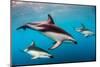 Pod of Dusky Dolphins Off of Kaikoura, New Zealand-James White-Mounted Photographic Print