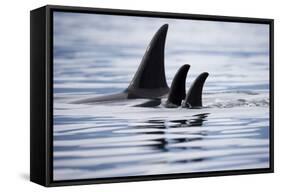 Pod of Orca Whales in Stephens Passage-Paul Souders-Framed Stretched Canvas