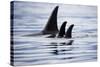 Pod of Orca Whales in Stephens Passage-Paul Souders-Stretched Canvas