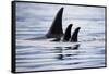 Pod of Orca Whales in Stephens Passage-Paul Souders-Framed Stretched Canvas