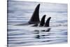 Pod of Orca Whales in Stephens Passage-Paul Souders-Stretched Canvas