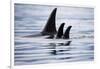 Pod of Orca Whales in Stephens Passage-Paul Souders-Framed Photographic Print