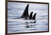 Pod of Orca Whales in Stephens Passage-Paul Souders-Framed Photographic Print