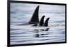 Pod of Orca Whales in Stephens Passage-Paul Souders-Framed Photographic Print