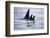 Pod of Orca Whales in Stephens Passage-Paul Souders-Framed Photographic Print