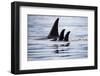 Pod of Orca Whales in Stephens Passage-Paul Souders-Framed Photographic Print