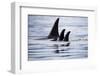 Pod of Orca Whales in Stephens Passage-Paul Souders-Framed Photographic Print