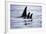 Pod of Orca Whales in Stephens Passage-Paul Souders-Framed Photographic Print