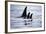 Pod of Orca Whales in Stephens Passage-Paul Souders-Framed Photographic Print