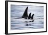 Pod of Orca Whales in Stephens Passage-Paul Souders-Framed Photographic Print