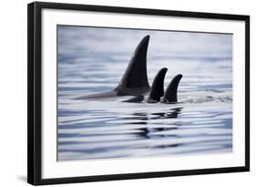 Pod of Orca Whales in Stephens Passage-Paul Souders-Framed Photographic Print