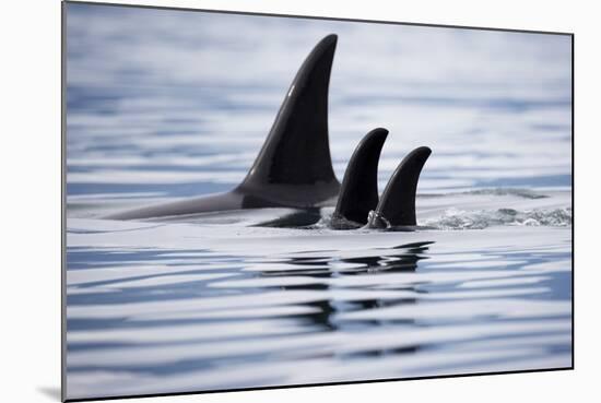 Pod of Orca Whales in Stephens Passage-Paul Souders-Mounted Photographic Print