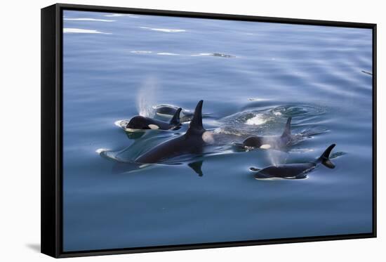 Pod of Orcas Surfacing in the Calm Waters of the Kenai Fjords National Park in Alaska-Greg Boreham-Framed Stretched Canvas