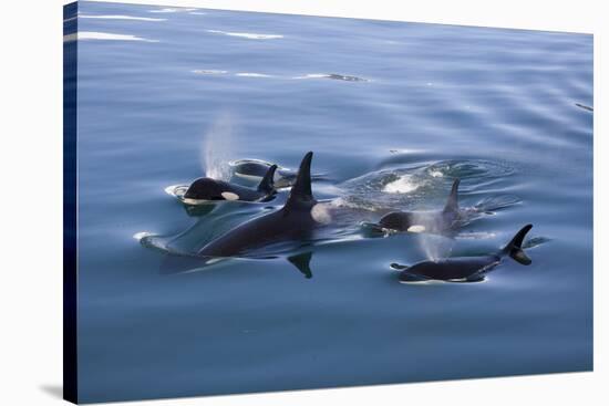 Pod of Orcas Surfacing in the Calm Waters of the Kenai Fjords National Park in Alaska-Greg Boreham-Stretched Canvas