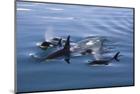 Pod of Orcas Surfacing in the Calm Waters of the Kenai Fjords National Park in Alaska-Greg Boreham-Mounted Photographic Print