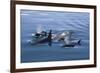 Pod of Orcas Surfacing in the Calm Waters of the Kenai Fjords National Park in Alaska-Greg Boreham-Framed Photographic Print