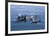 Pod of Orcas Surfacing in the Calm Waters of the Kenai Fjords National Park in Alaska-Greg Boreham-Framed Photographic Print