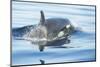 Pod of resident Orca Whales in Haro Strait near San Juan Island, Washington State, USA-Stuart Westmorland-Mounted Photographic Print