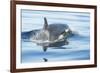 Pod of resident Orca Whales in Haro Strait near San Juan Island, Washington State, USA-Stuart Westmorland-Framed Photographic Print