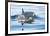 Pod of resident Orca Whales in Haro Strait near San Juan Island, Washington State, USA-Stuart Westmorland-Framed Photographic Print