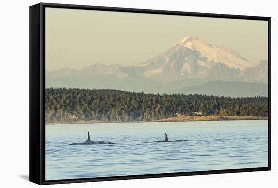 Pod of resident Orca Whales in Haro Strait near San Juan Island with Mt. Baker behind, Washington S-Stuart Westmorland-Framed Stretched Canvas