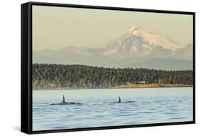 Pod of resident Orca Whales in Haro Strait near San Juan Island with Mt. Baker behind, Washington S-Stuart Westmorland-Framed Stretched Canvas