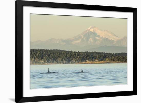 Pod of resident Orca Whales in Haro Strait near San Juan Island with Mt. Baker behind, Washington S-Stuart Westmorland-Framed Photographic Print