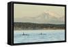 Pod of resident Orca Whales in Haro Strait near San Juan Island with Mt. Baker behind, Washington S-Stuart Westmorland-Framed Stretched Canvas