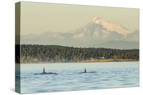 Pod of resident Orca Whales in Haro Strait near San Juan Island with Mt. Baker behind, Washington S-Stuart Westmorland-Stretched Canvas