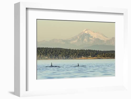 Pod of resident Orca Whales in Haro Strait near San Juan Island with Mt. Baker behind, Washington S-Stuart Westmorland-Framed Photographic Print