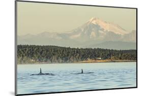 Pod of resident Orca Whales in Haro Strait near San Juan Island with Mt. Baker behind, Washington S-Stuart Westmorland-Mounted Photographic Print