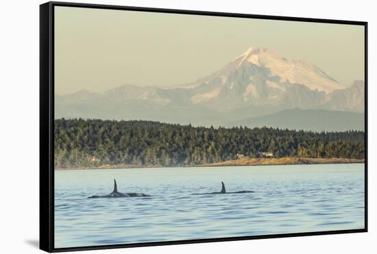 Pod of resident Orca Whales in Haro Strait near San Juan Island with Mt. Baker behind, Washington S-Stuart Westmorland-Framed Stretched Canvas