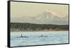 Pod of resident Orca Whales in Haro Strait near San Juan Island with Mt. Baker behind, Washington S-Stuart Westmorland-Framed Stretched Canvas
