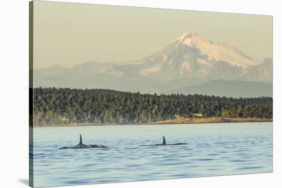 Pod of resident Orca Whales in Haro Strait near San Juan Island with Mt. Baker behind, Washington S-Stuart Westmorland-Stretched Canvas