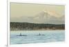 Pod of resident Orca Whales in Haro Strait near San Juan Island with Mt. Baker behind, Washington S-Stuart Westmorland-Framed Photographic Print