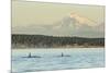 Pod of resident Orca Whales in Haro Strait near San Juan Island with Mt. Baker behind, Washington S-Stuart Westmorland-Mounted Premium Photographic Print