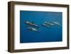 Pod of Spinner dolphin swimming, Honduras-Claudio Contreras-Framed Photographic Print