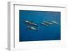 Pod of Spinner dolphin swimming, Honduras-Claudio Contreras-Framed Photographic Print