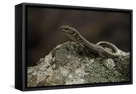 Podarcis Muralis (Common Wall Lizard)-Paul Starosta-Framed Stretched Canvas