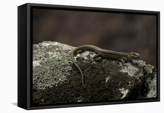 Podarcis Muralis (Common Wall Lizard)-Paul Starosta-Framed Stretched Canvas