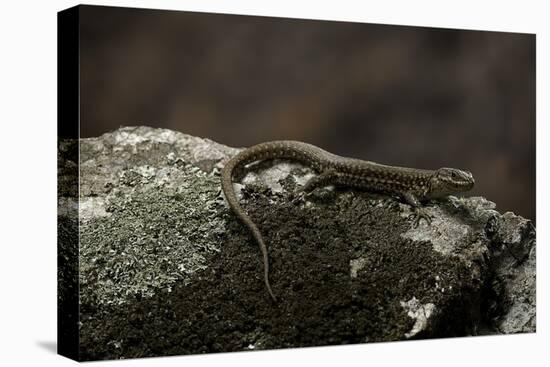 Podarcis Muralis (Common Wall Lizard)-Paul Starosta-Stretched Canvas