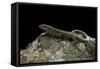 Podarcis Muralis (Common Wall Lizard)-Paul Starosta-Framed Stretched Canvas