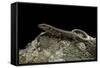 Podarcis Muralis (Common Wall Lizard)-Paul Starosta-Framed Stretched Canvas