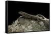 Podarcis Muralis (Common Wall Lizard)-Paul Starosta-Framed Stretched Canvas