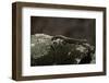 Podarcis Muralis (Common Wall Lizard)-Paul Starosta-Framed Photographic Print