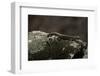 Podarcis Muralis (Common Wall Lizard)-Paul Starosta-Framed Photographic Print